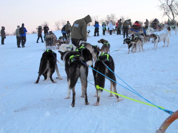 Schlittenhunde warten auf die Abfahrt